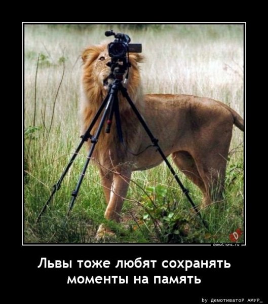 Лев фотограф