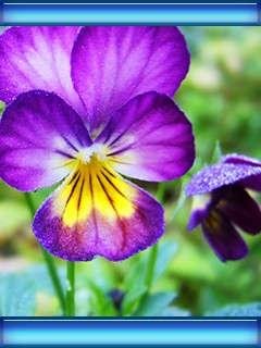 Анютины Глазки