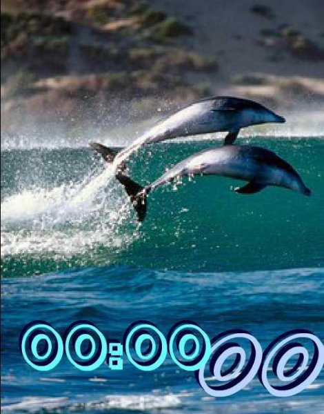 х2 дельфины