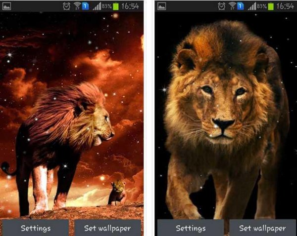 com-mycoolhdwalls-lionwallpapershd