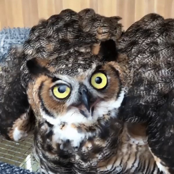 Красавица сова