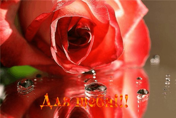 Для тебяРозаКаплиВоды