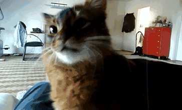 гифки, котэ, живность
