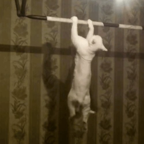 Котэ