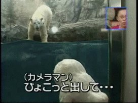 гифки, Japan, Япония, мишка