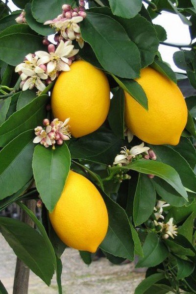 file_77538504