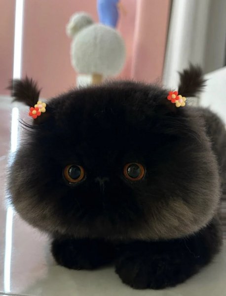 Efc33a5dfe369afff93e5363a2aaf1c8