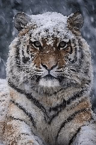 file_89363946