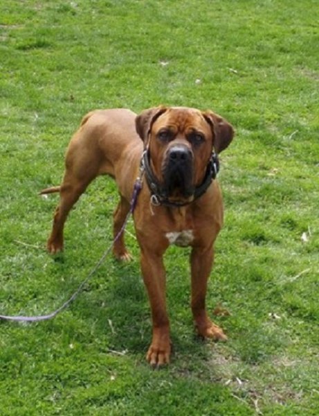 Австралийский бандог