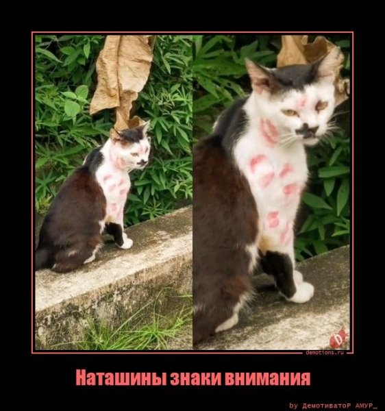 Наташины знаки внимания