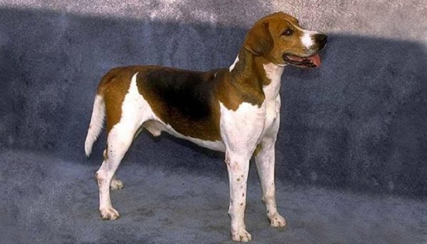 Американский фоксхаунд