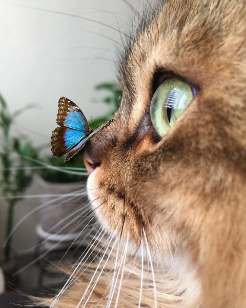 Kowka murrrrr