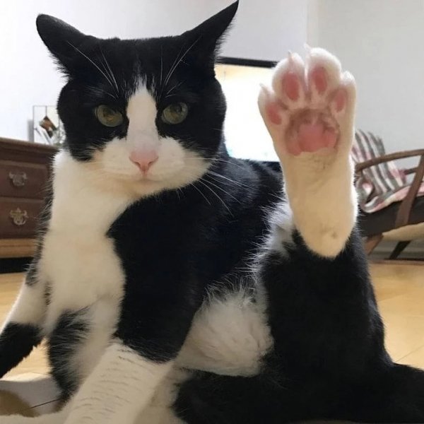 Котейка