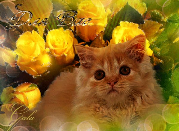 Котёнок в цветах