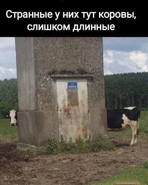 Корова 1