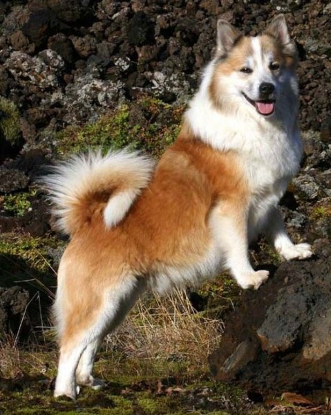 Исландская собака