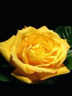 Жёлтая роза