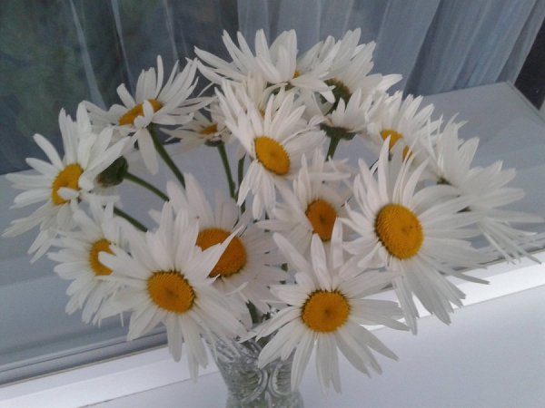 Ромашки на подоконнике
