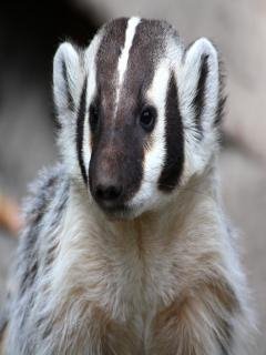 Амереканськый Барсук