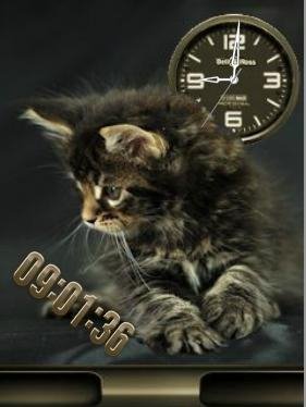 cat