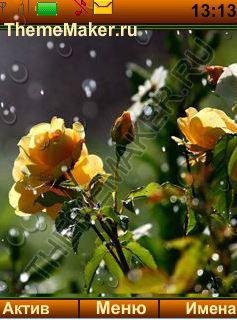 Tea roses (by Darina)
