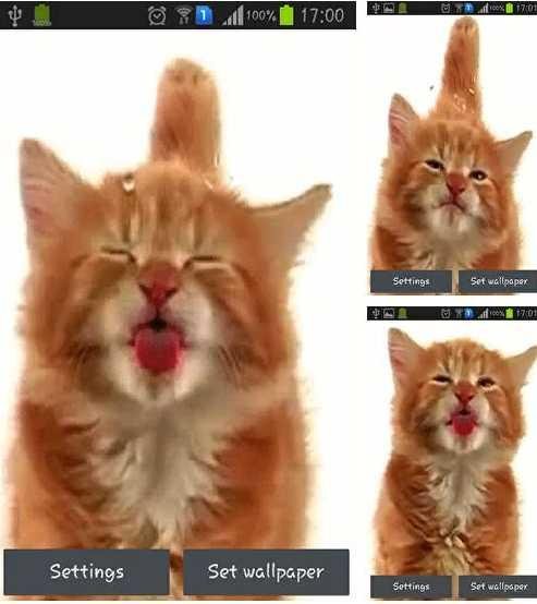 com-veintidos-cat-licking-screen-live-wallpaper