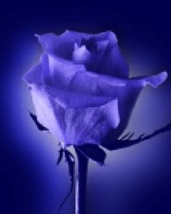 BlueRoza by VINECHKA