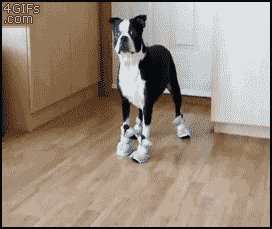 Собака
