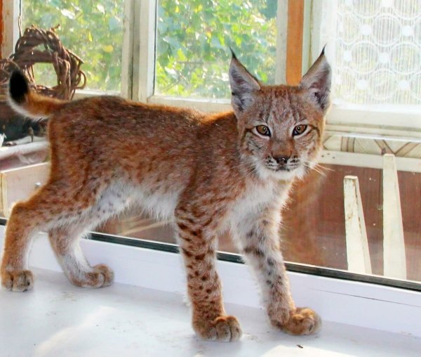 8-koshka-top-p-koshki-melkaya-ris-11