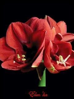 Чудесный цветок