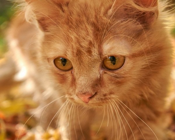 Кот и осенние листья (24)