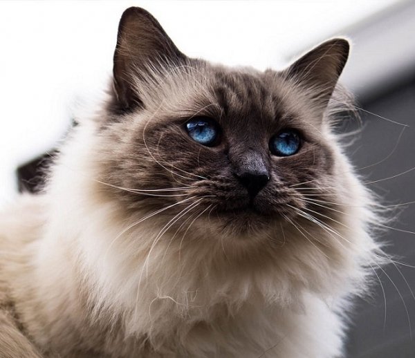 Балинезийская кошка (5)