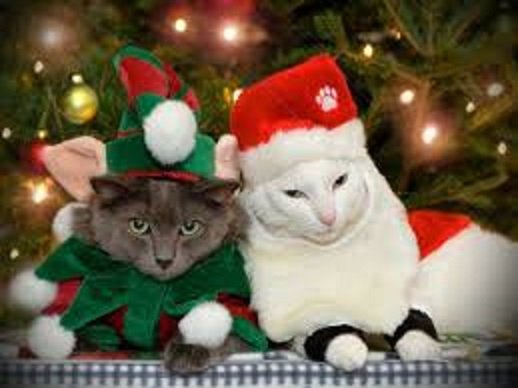 Новогодний кот. (24)