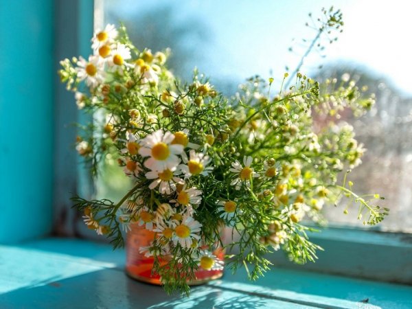 Ромашки на подоконнике