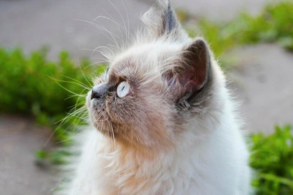 Гималайская кошка (гималаи). (2)