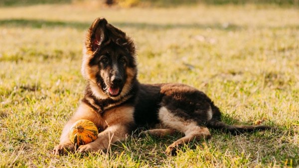 Немецкая овчарка (3)