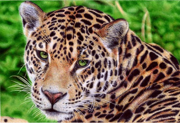 jaguar ballpoint pen by vianaarts-d51wc8