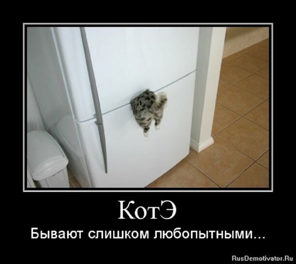 Коты бывают слишком любопытными