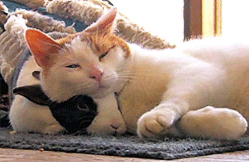 Киса и Зайка