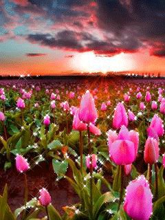 file_79283516
