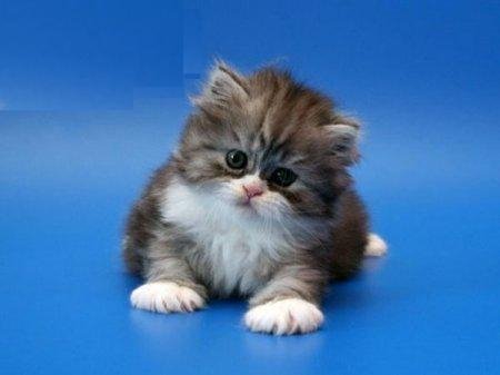 Blue Zylo Walkman cat