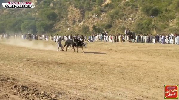 Bull Race Chala yaar Dadyal azad kashmir