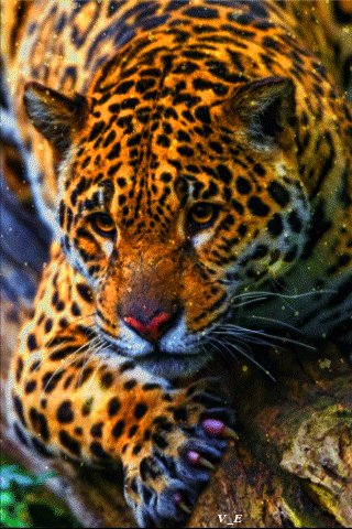 file_68913803
