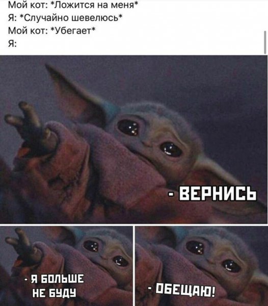 Без кота и жизнь не та