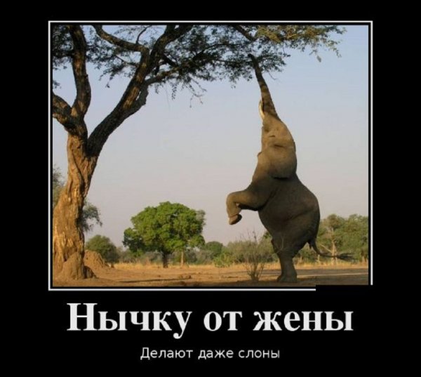 Нычку от жены делают даже слоны