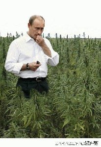 анаша