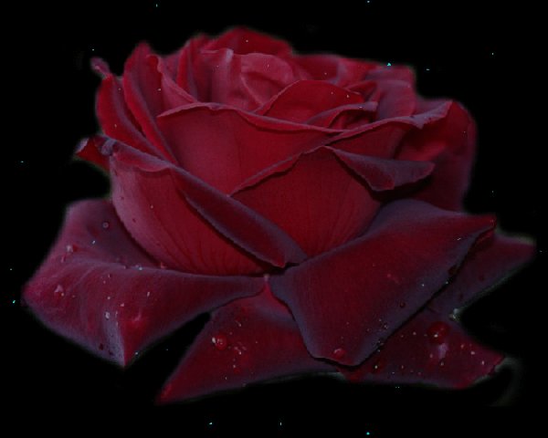 Волшебная роза!