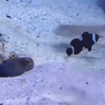 Да что вы знаете о вредных соседях?!