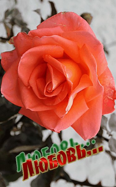 Роза Зима Любовь