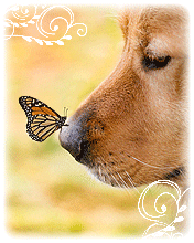 БабочкаНАносу